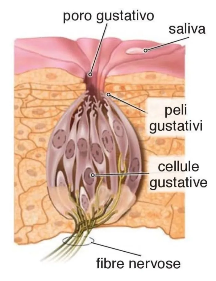 Papille gustative della lingua